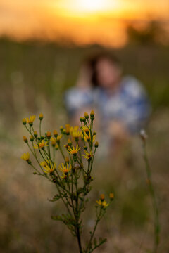Yellow Wildflowers in Field at Sunset with Blurred Figure