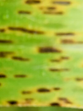 Abstract close-up of a pld leaf texture with a blurred effect; suitable for rendering, wallpaper materials, and nature backgrounds.