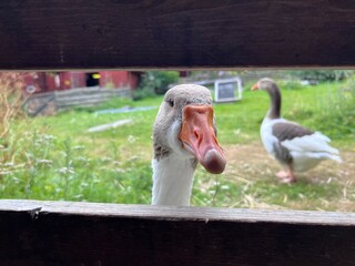 And curious duck © vasteras