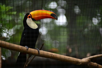 Toco Toucan Perched on a Branch in a Zoo Enclosure © Chaim
