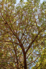 Fototapeta premium Looking up through the intricate branches of a mature pine tree against the sky