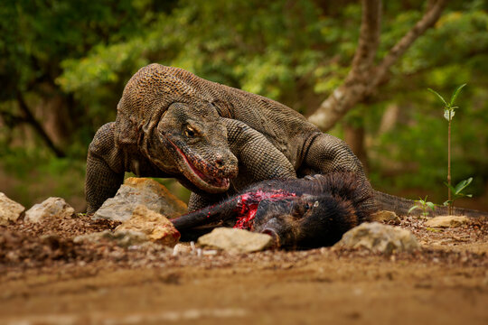 Komodo Dragon Varanus komodoensis Feeding on Prey, Indonesia