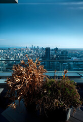 Fototapeta premium Rooftop garden with potted plants overlooking a modern city skyline under a clear blue sky, Tall buildings and skyscrapers stretch across the horizon under a clear blue sky
