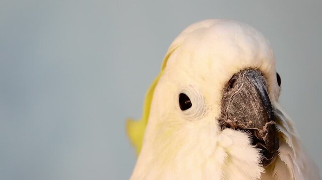 Close up profile of a sulfur-crested cockatoo showing bright yellow crest feathers and black beak against a soft neutral background. Detailed portrait of exotic white parrot looking at camera.