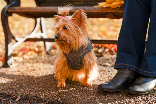 Small dog sits beside person on a bench in a park during autumn with yellow leaves on the ground