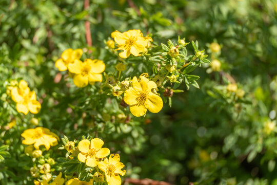 Bright yellow cinquefoil flowers bloom among small green leaves in soft sunlight. The delicate five petaled blossoms stand out against a blurred garden backdrop.