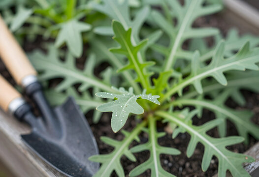 Fresh arugula plant with water droplets and a small garden trowel in a wooden planter box, a small garden trowel rests beside the plant, indicating gardening activity