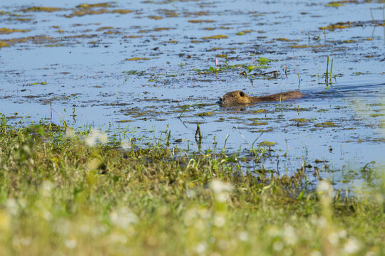 A coypu swims in the lake, algae on the lake, coypus in the lake surrounded by wildflowers on the shore, shimmering blue lake, brown fur, sunny day, rodent in the pond, Myocastor coypus