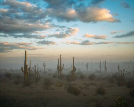 Cacti and succulent vegetation in foggy arid environment during sunrise. 3D render.