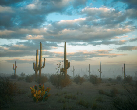 Cacti and succulent vegetation in foggy arid environment during sunrise. 3D render.
