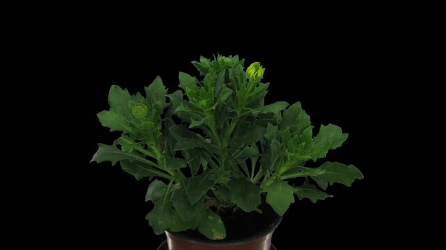 Timelapse of a Dimorphotheca plant developing and blooming from flower buds to fully open yellow flowers. Isolated on a black background, horizontal video for botanical and nature projects.