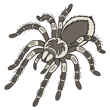 Detailed tarantula spider illustration with tarantula, arachnid