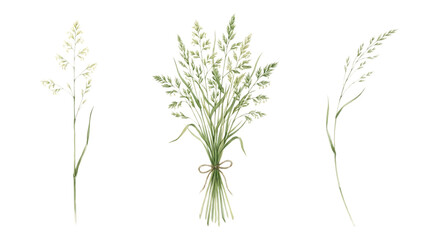 Fototapeta premium Watercolor of wild grass stalks and a small bouquet of dried grass, isolated on a white background, rustic botanical isolated on a transparent background
