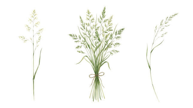 Watercolor of wild grass stalks and a small bouquet of dried grass, isolated on a white background, rustic botanical isolated on a transparent background