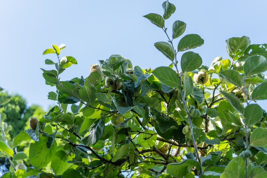 Multiple quince fruits cluster among leafy branches silhouetted against a bright blue sky. The low camera angle emphasizes the tree's abundant summer harvest.