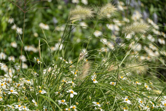 Soft feathery seed heads of fountain grass sway above a carpet of small white daisies. Sunlight filters through the delicate blades in this close-up garden view.