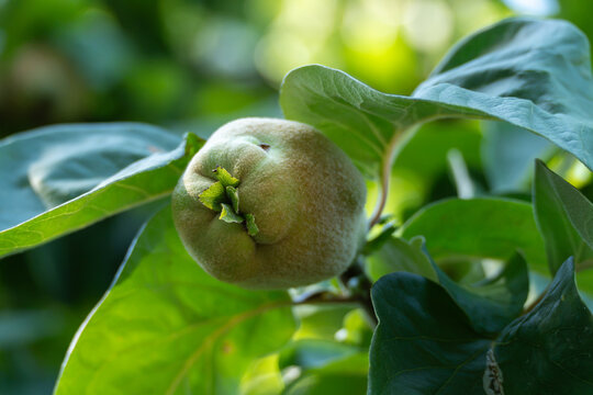 A macro view highlights the fuzzy pale green skin and star-shaped calyx at the tip of a young quince. Soft leaves blur gently around the ripening fruit.