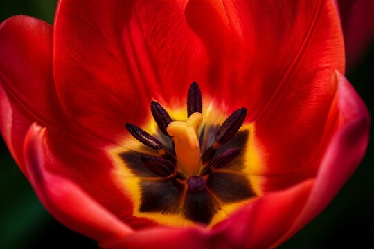 Red tulip showing stamens and pistil in closeup bloom