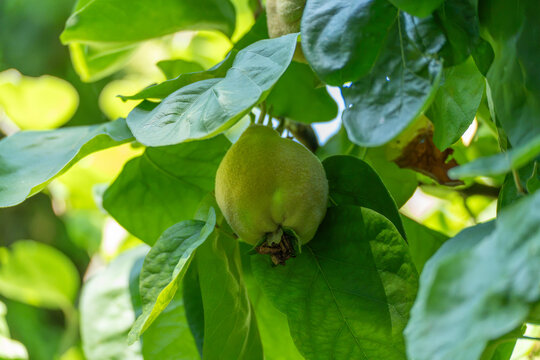 A single quince fruit dangles from a slender branch surrounded by broad green leaves. Its fuzzy pale skin catches dappled sunlight in the orchard.