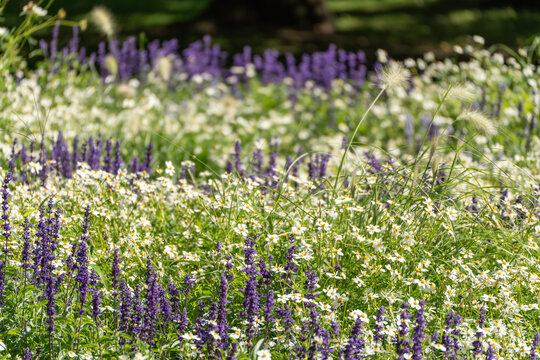 Vivid purple salvia spikes rise among white daisies and feathery fountain grass in a sunlit meadow. The dense wildflower mix creates a soft colorful summer landscape.