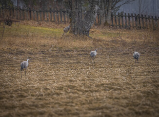 Obraz premium Common cranes foraging in a Scandinavian meadow