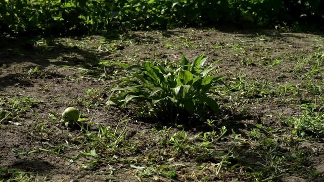 A lush green hosta plant with broad leaves, growing in a vibrant garden setting.