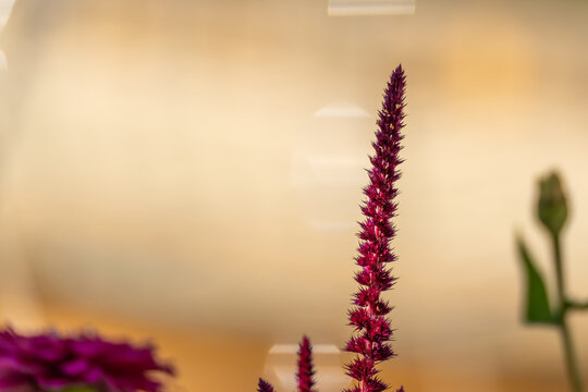 A single spiky magenta celosia bloom stands tall against a warm glowing golden backdrop. A soft green bud blurs faintly in the corner of the frame.