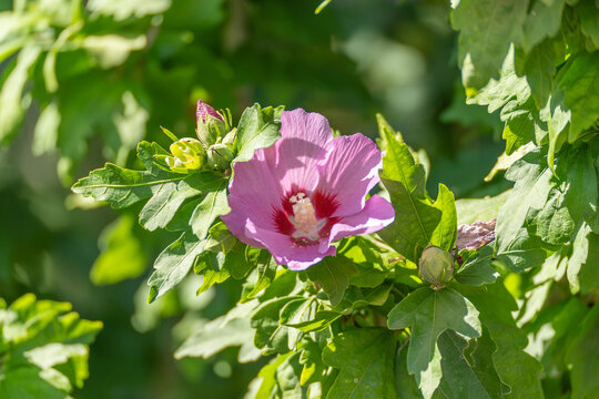 A lone pink Rose of Sharon blossom unfurls beside a cluster of tight green buds. Sunlit leaves surround the flower in this close-up garden shot.