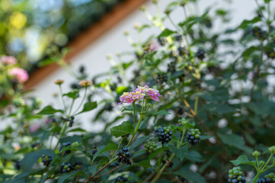 Pink and yellow lantana blossoms bloom alongside clusters of dark ripening berries against a white courtyard wall. Green foliage frames the colorful flowering shrub.