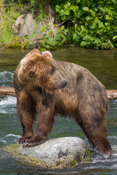 Brown bear in Brooks River with front paws on rock displaying very large front claws.