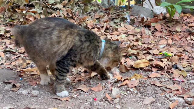 Cute tabby cat defecating on dry leaves ground outdoors