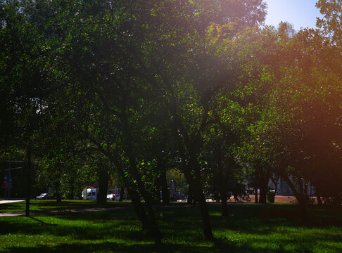 Summer trees in city park illuminated by dramatic light