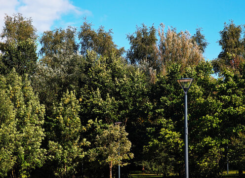 Lamp post in the summer park landscape background