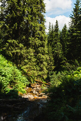 Small mountain stream flowing through a lush green coniferous forest on a sunny day. © Olga