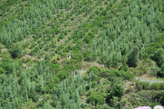 Anpflanzung von B&auml;umen im Westerwald