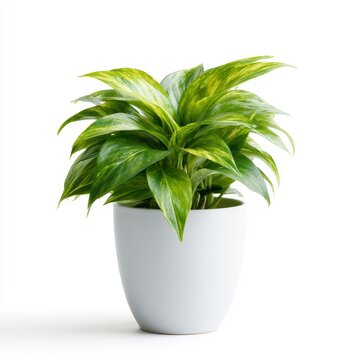 lush green plant in modern pot, isolated white background