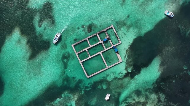 Dolphin Island At Punta Cana In La Altagracia Dominican Republic. Swimming With Dolphins Tour. Marine Animals. Travel Destination. Dolphin Island In Punta Cana Dominican Republic. Nature Wildlife.