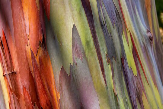 Eucalyptus bark peeling showing colorful layered trunk close