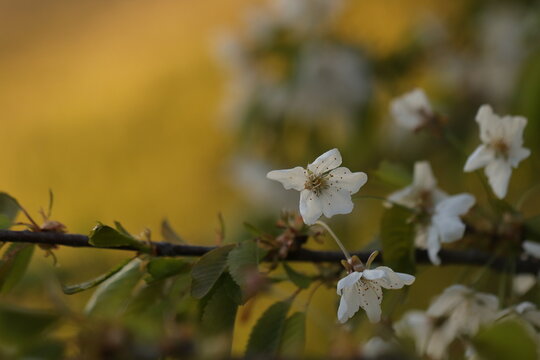 fiori di ciliegio in primavera al tramonto