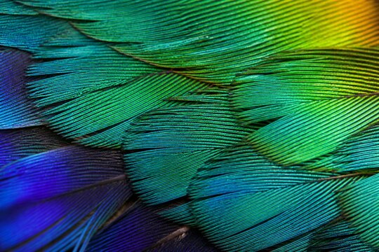 Parrot feather close up showing iridescent textures and colors