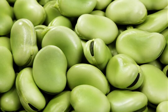 Fava beans piled closely in tight close up studio setting