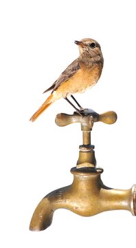 Bird and faucet.