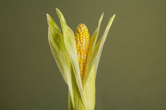 Fresh ear of corn in husk isolated on green background
