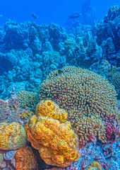 Caribbean coral garden, underwater Bonaire © John Anderson