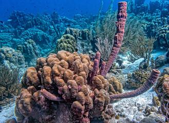 Caribbean coral garden, underwater Bonaire © John Anderson