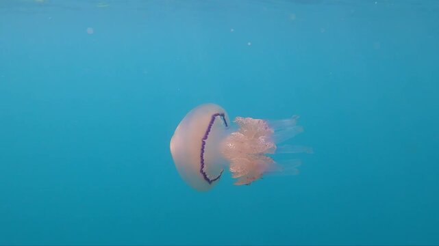 White jellyfish swimming underwater at Mil Palmeras beach, Murcia, Spain
