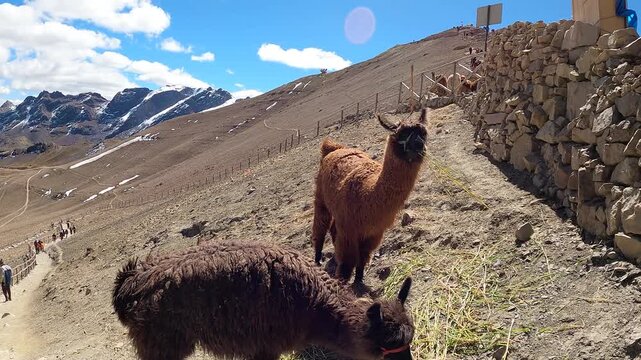 Llamas grazing along the trail to Rainbow Mountain in the Andes