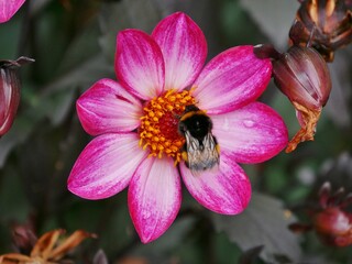 Hummel saugt Nektar aus gelbem Zentrum einer Dahlie  © Clarini