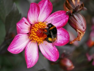 Hummel saugt Nektar aus gelbem Zentrum einer Dahlie  © Clarini