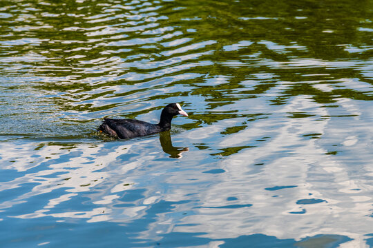 Eurasian coot bird swimming in a duck pond